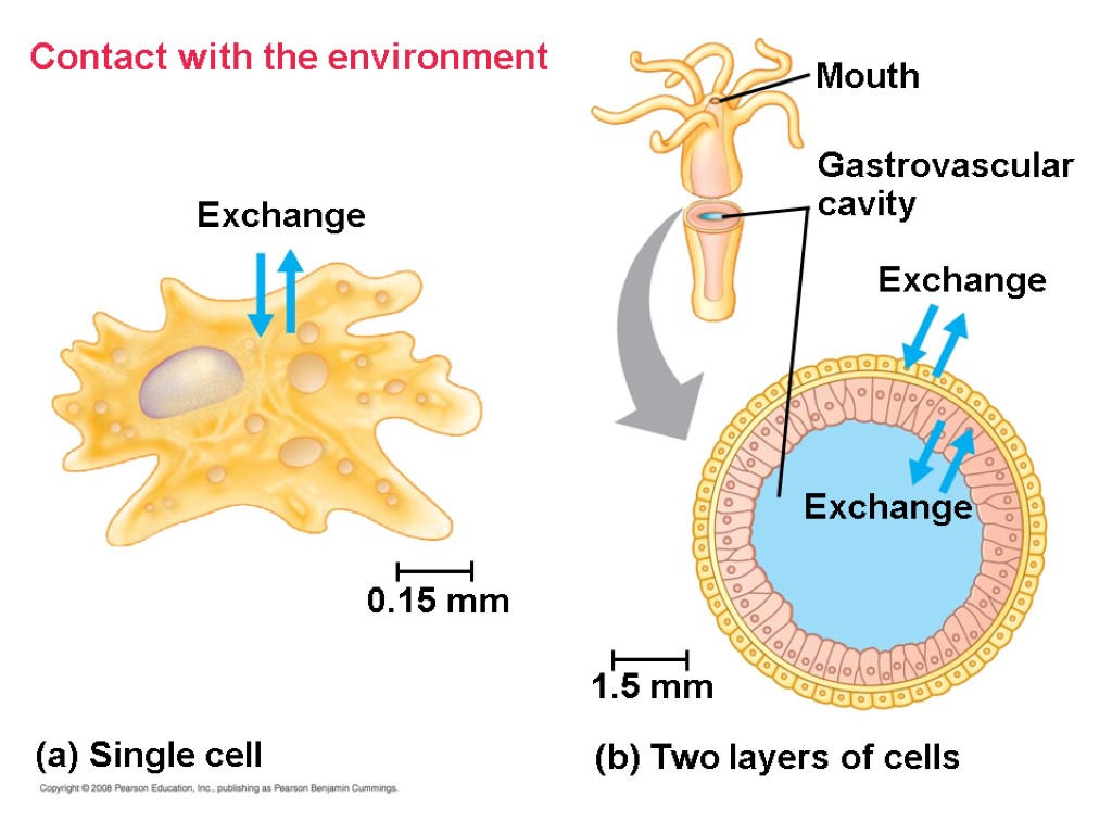 Contact with the environment Exchange 0.15 mm (a) Single cell 1.5 mm (b) Two